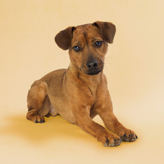 Black and tan patterdale hot sale terrier